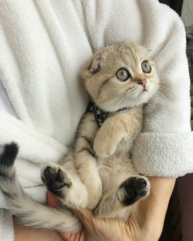 Самые милые кошки