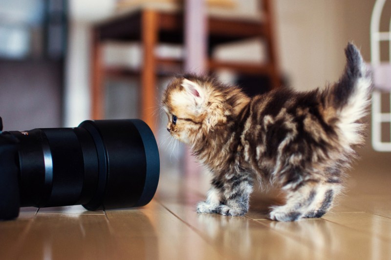 Котенок с фотоаппаратом