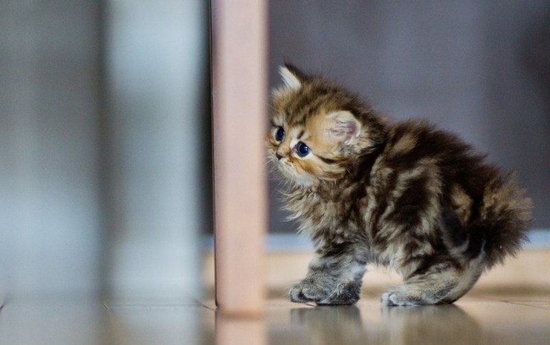 Самые милые котята