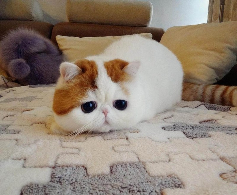 Коты экзоты Снупи