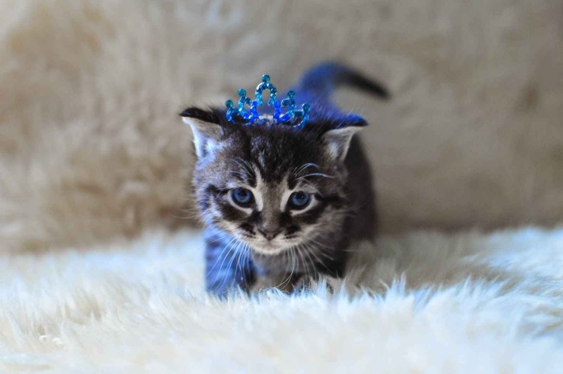Самые милые котята в мире