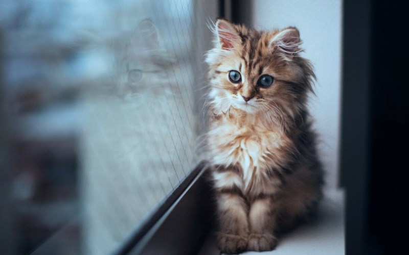 Котята милашки самые милые в мире