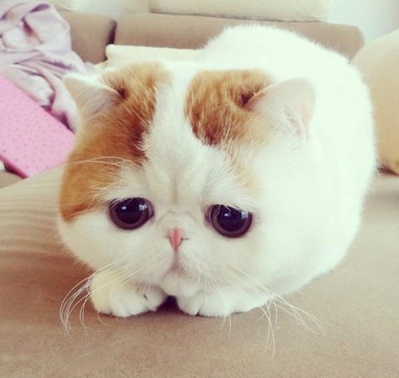 Кошка с грустными глазами