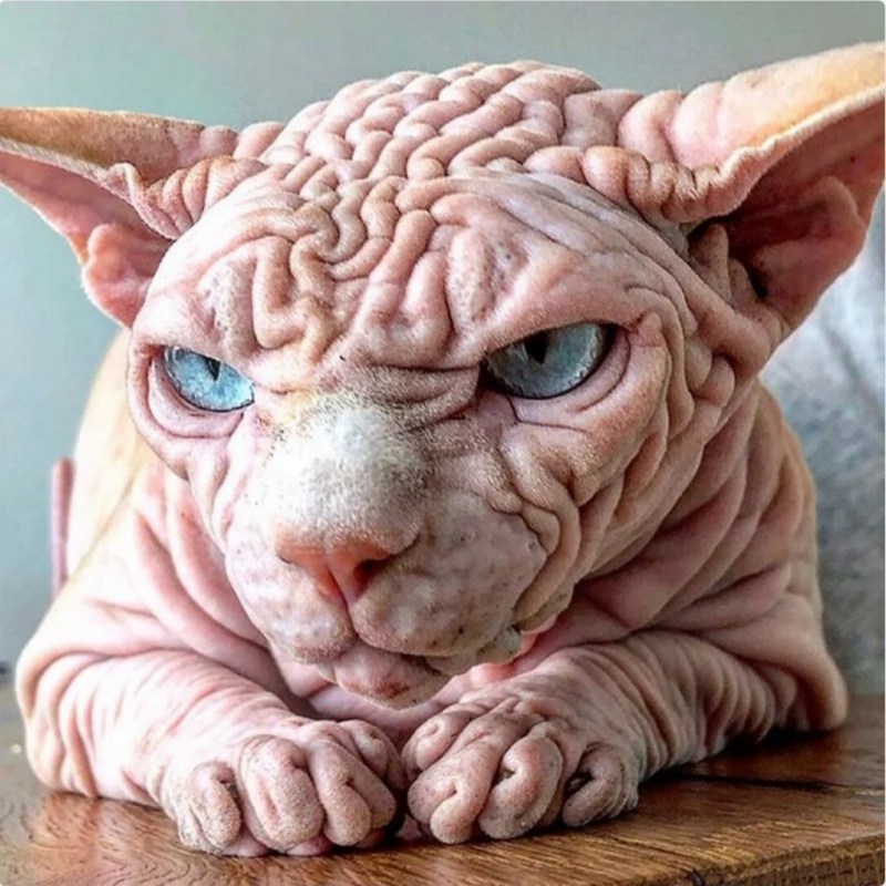 Сфинкс кошка морщинистая