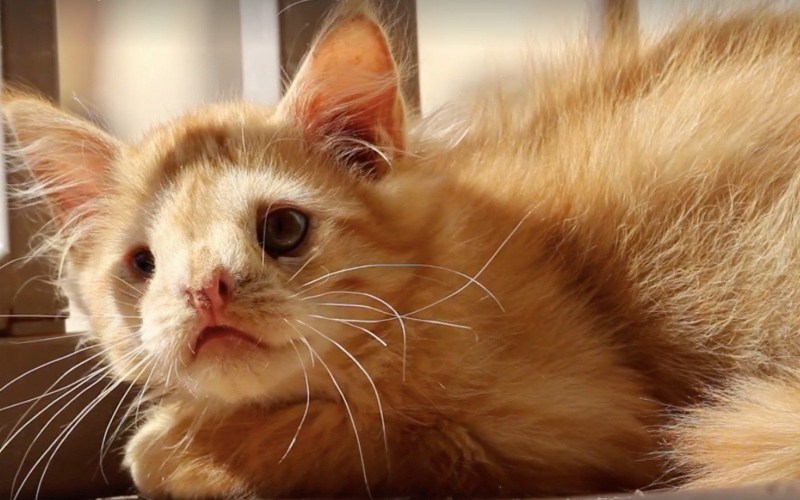 Уродливые коты