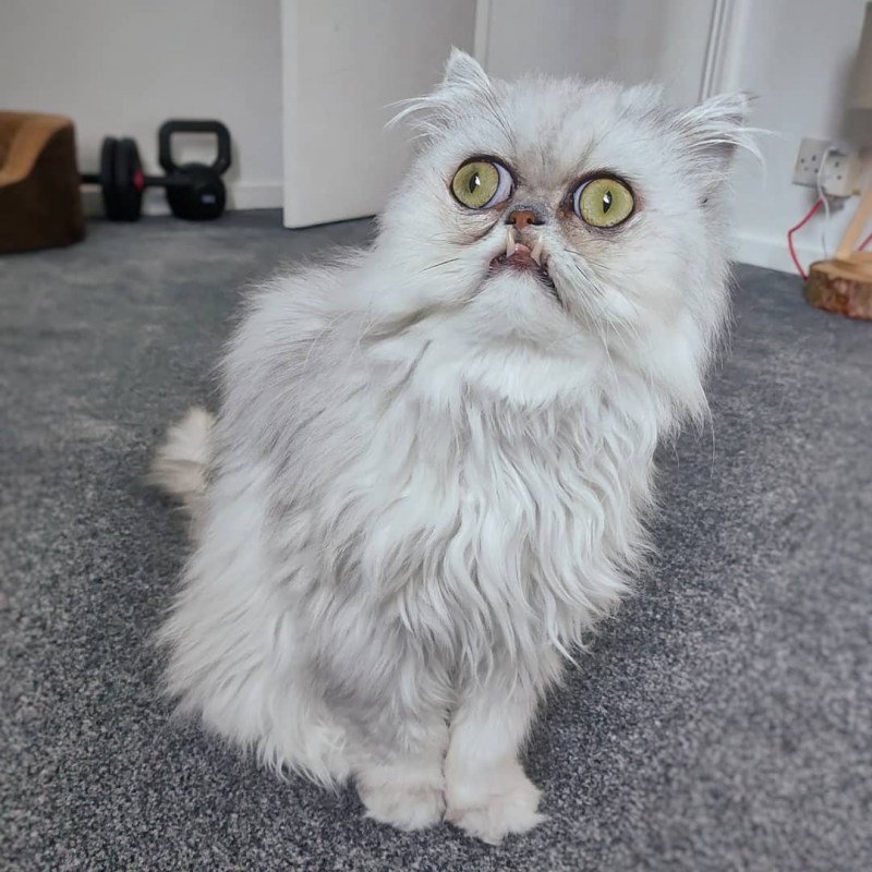 Самый морщинистый кот сфинкс
