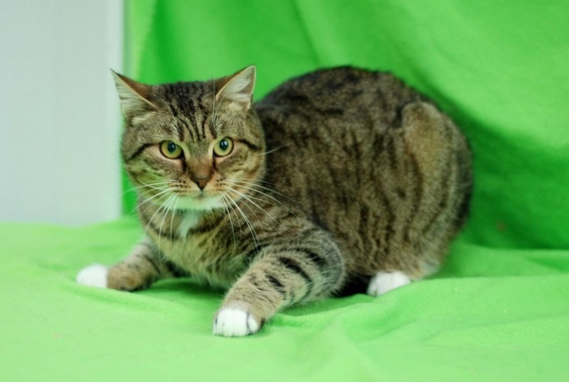 Сибирский табби короткошерстный
