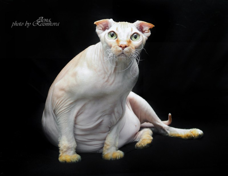 Двэльф кошка
