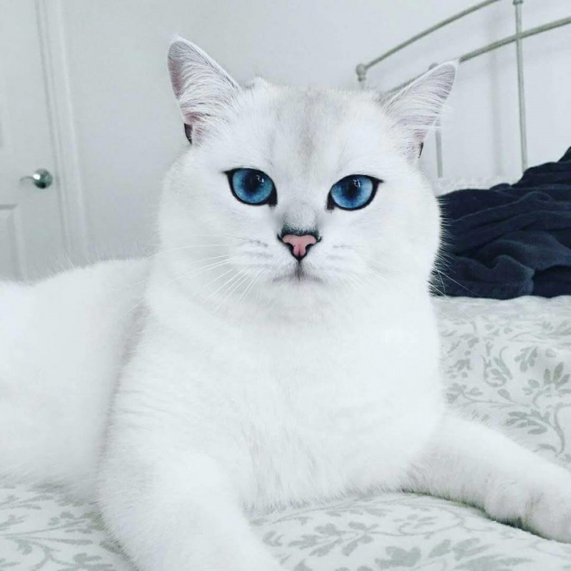 Британский короткошёрстный кот Коби