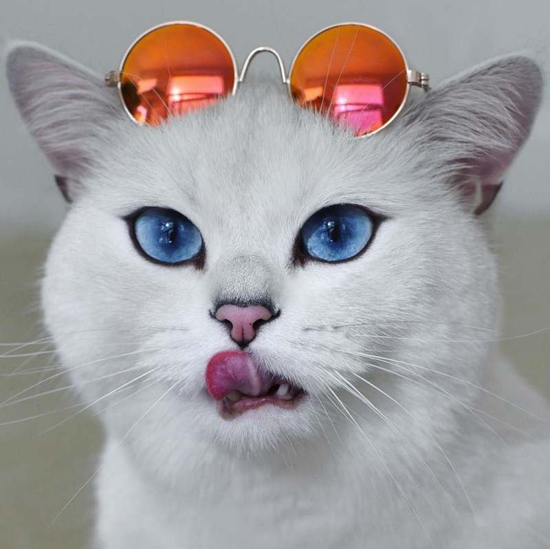 Коби кот арт