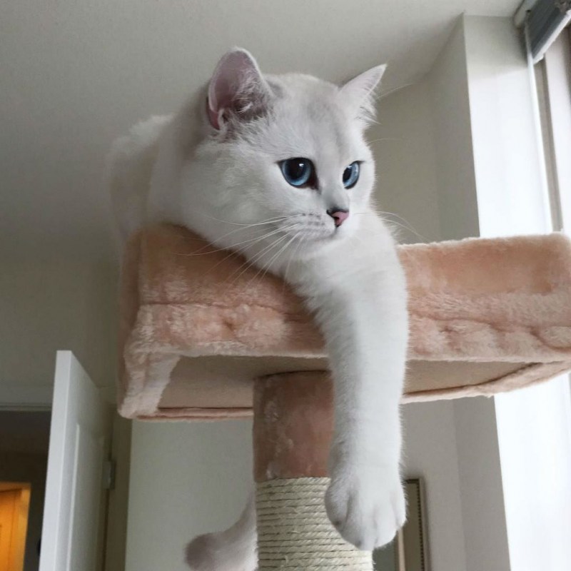 Коби кот с самыми красивыми глазами