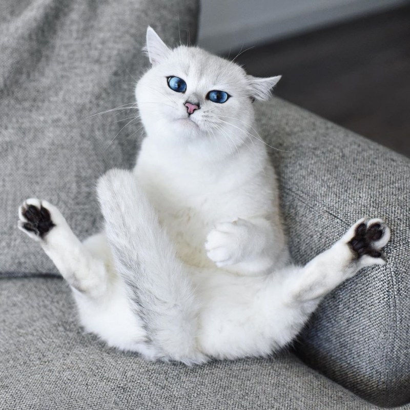 Британский кот Коби