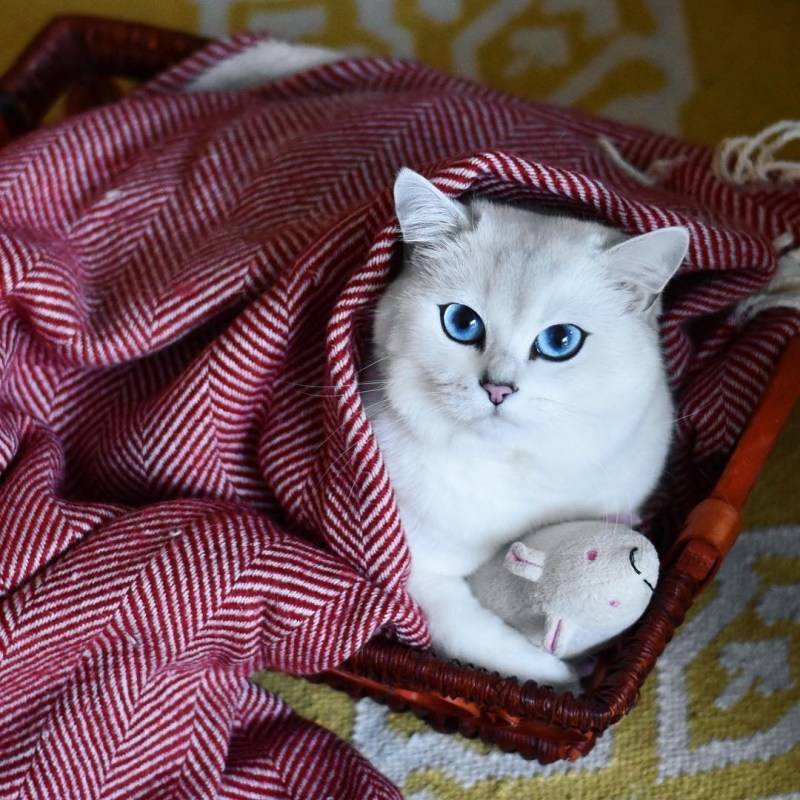 Шиншилла Пойнт Коби
