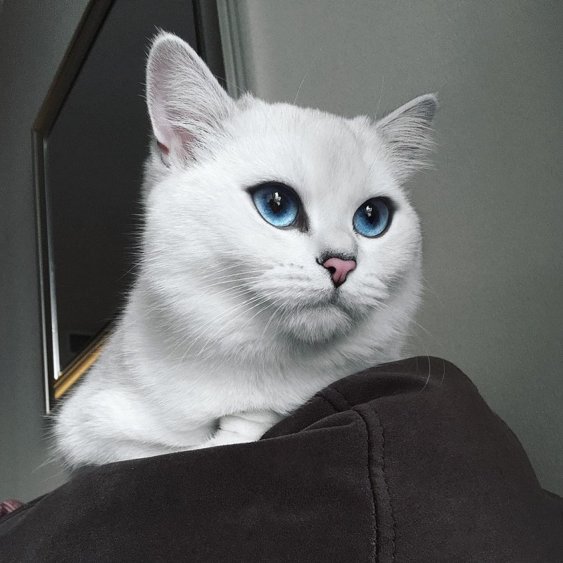 Британский кот Коби