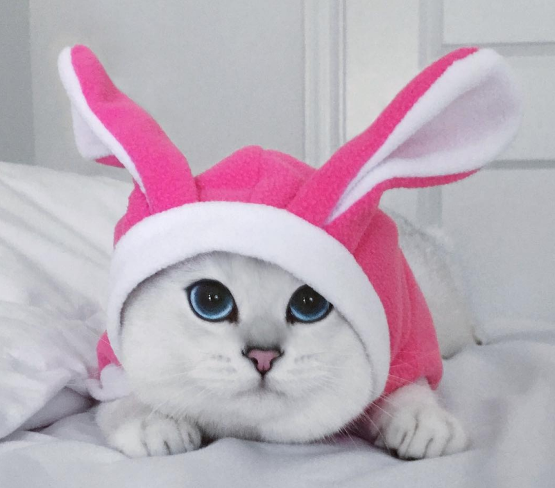 Котик в костюме зайчика