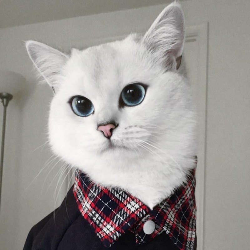 Голубоглазый кот Коби