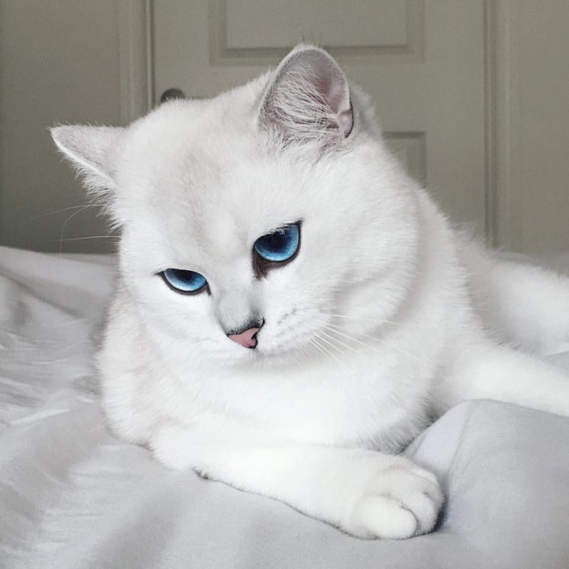 Британский короткошёрстный кот Коби