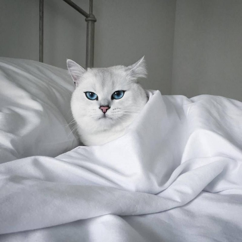 Котик Коби
