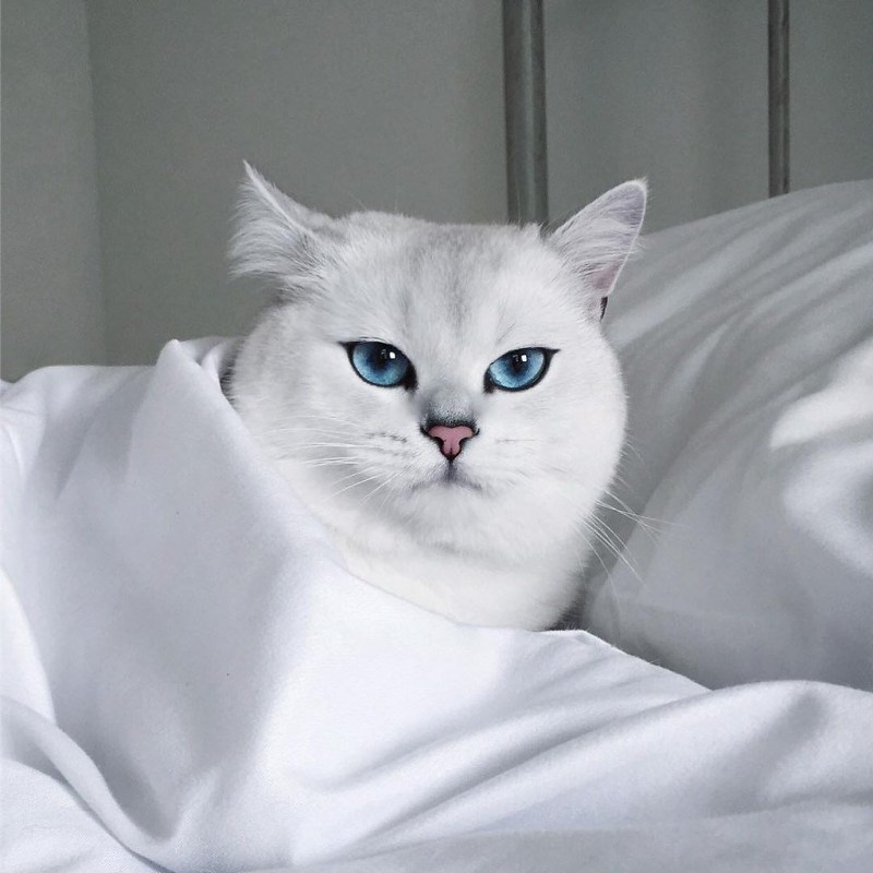 Кот Коби порода