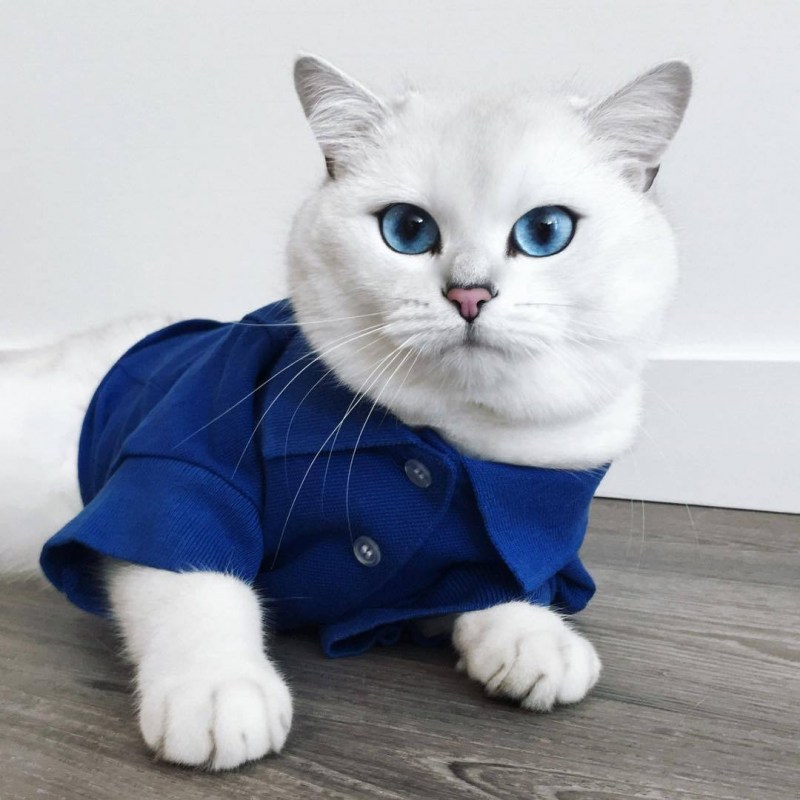 Коби котенок