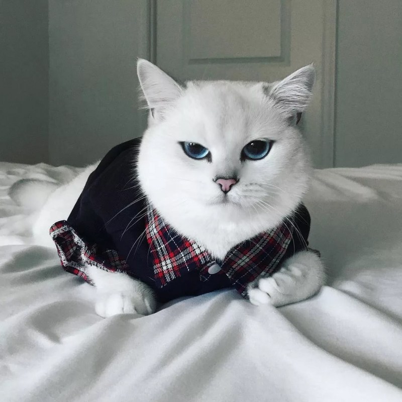 Коби кот