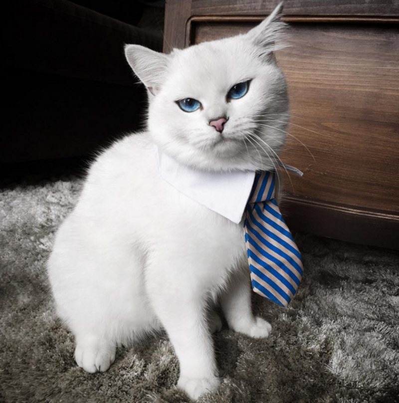 Котик Коби