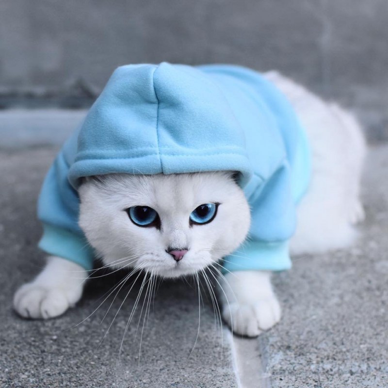 Белая кошка Коби