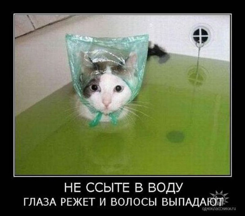 Котики наркотики прикол