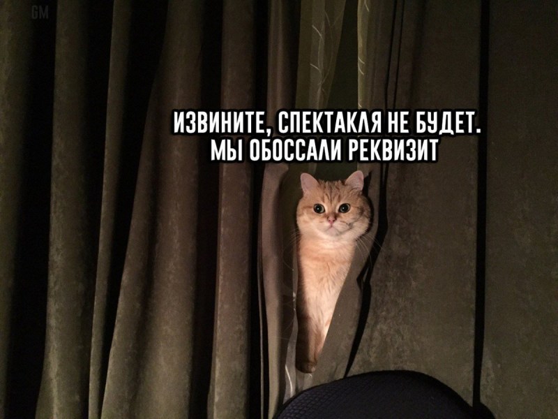 Мемы с котами
