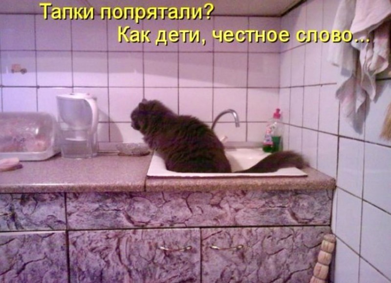 Кошки юмор в картинках