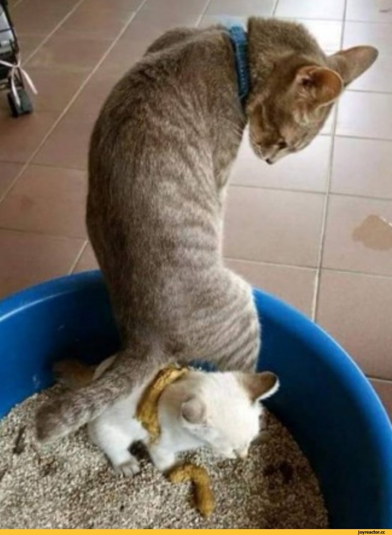 Обоссаный котенок