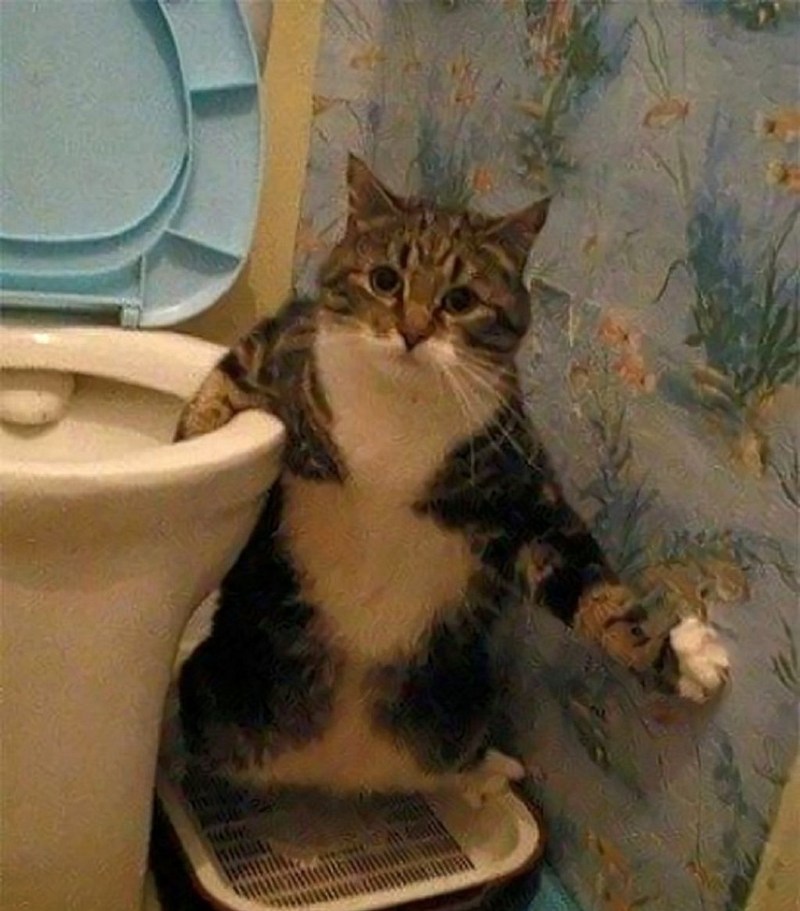 Кот какает в лоток