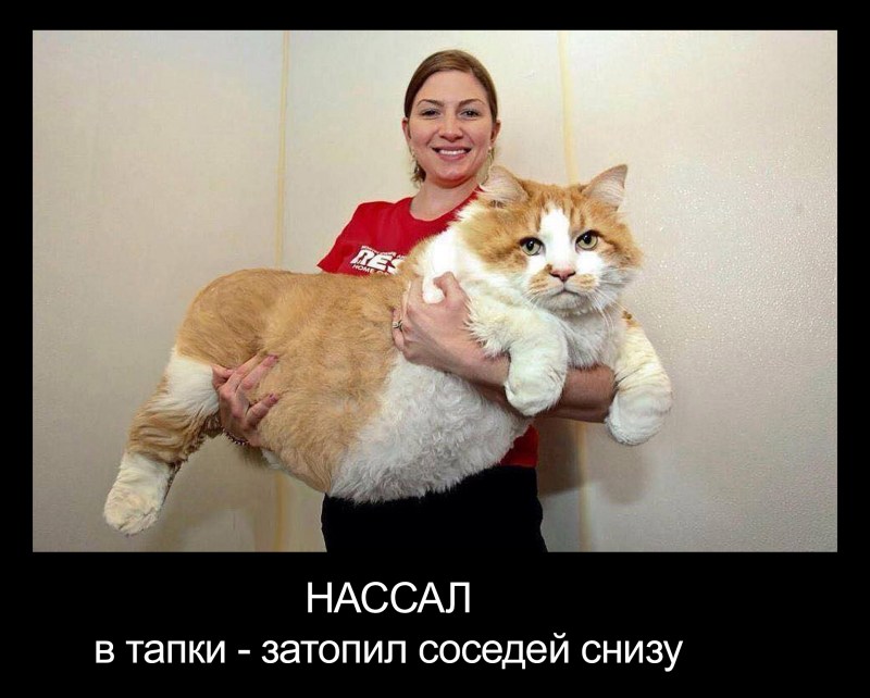 Демотиваторы с котами прикольные