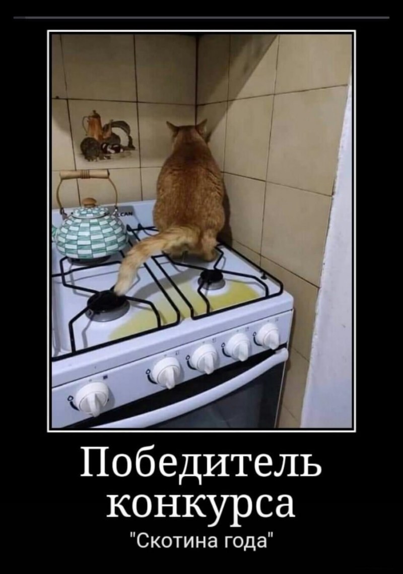 Кот нагадил на плиту