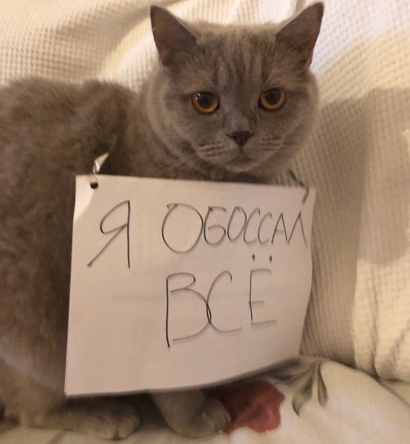 Кот с табличкой я обоссал все