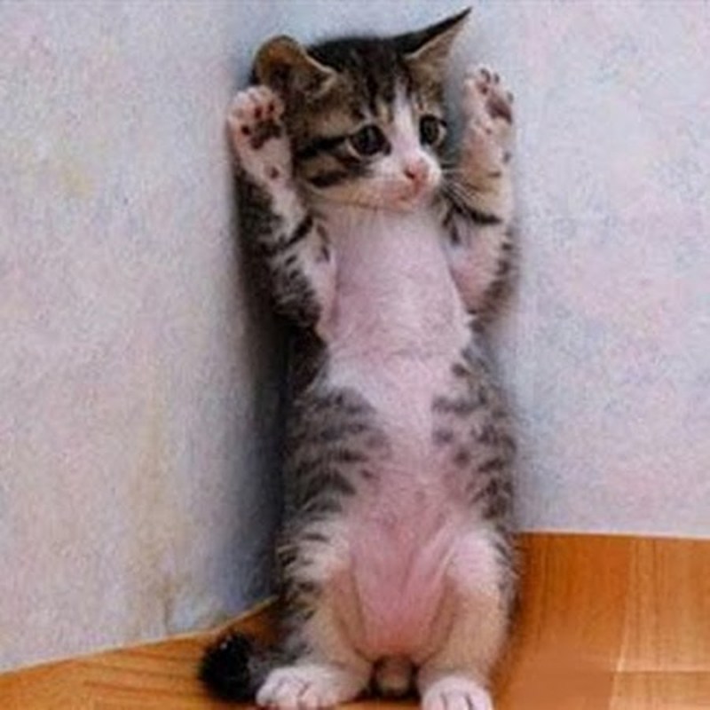 Котенок сдается