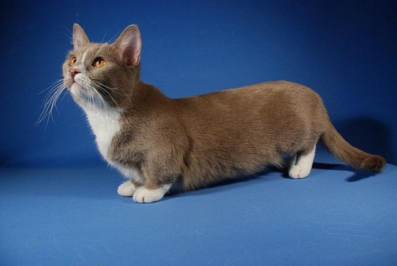 Манчкин кот