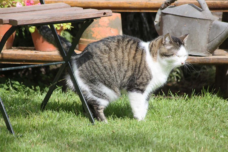 Коты метят