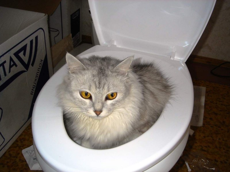 Кот нагадил