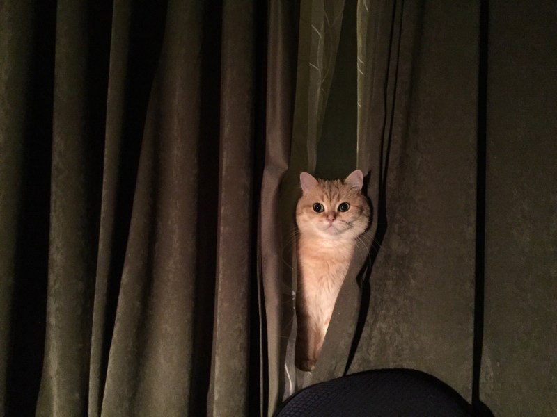 Кот в театре