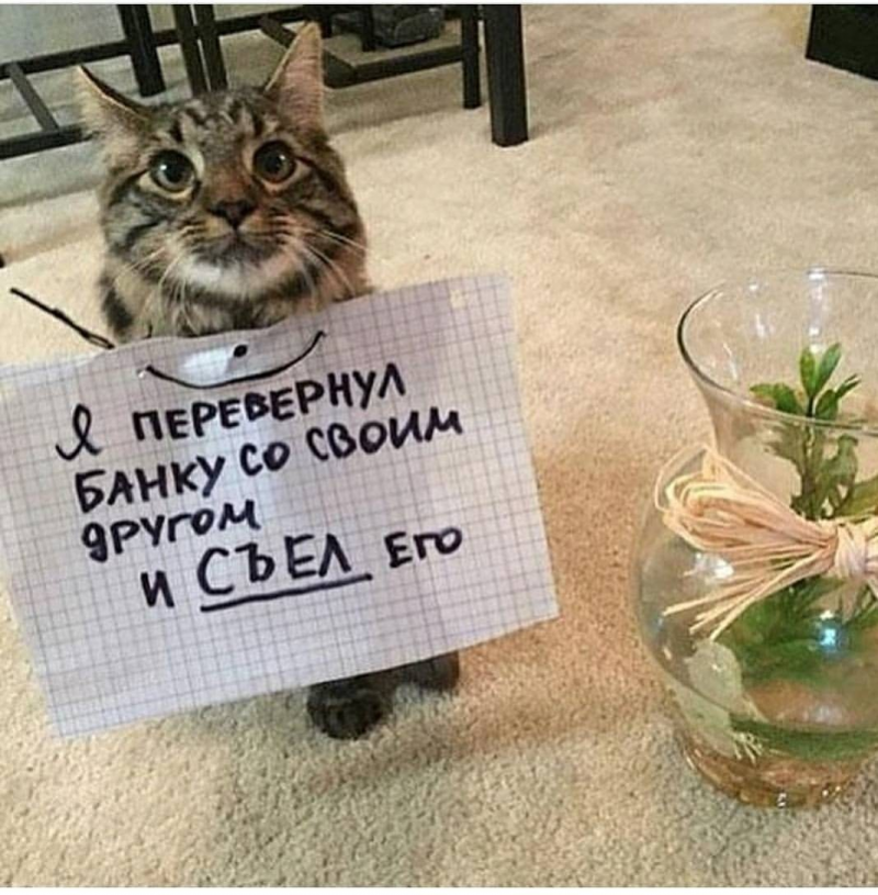 Коты с записками