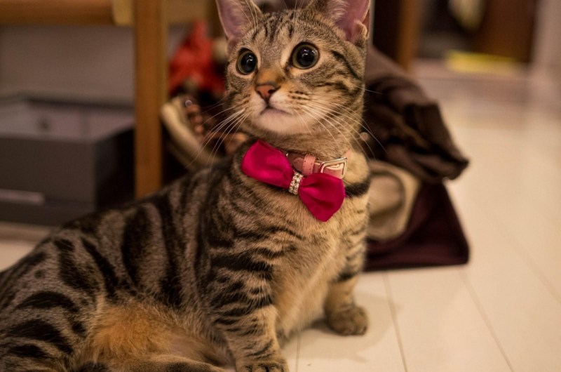 Маленькие коты с короткими лапками