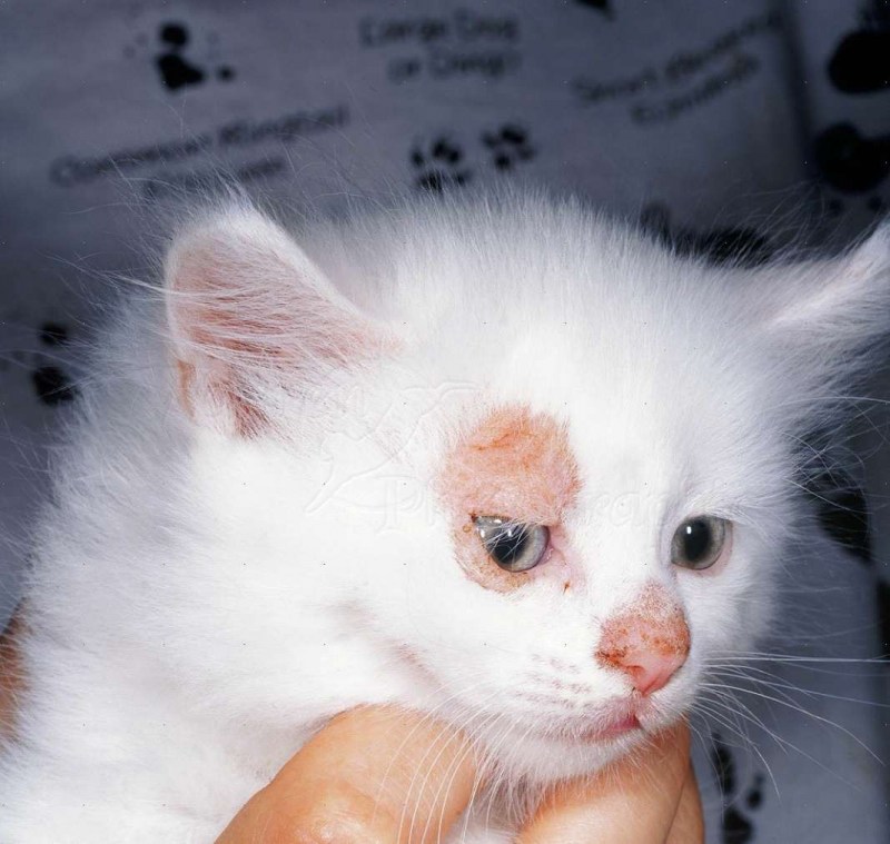 Кошачий стригущий лишай