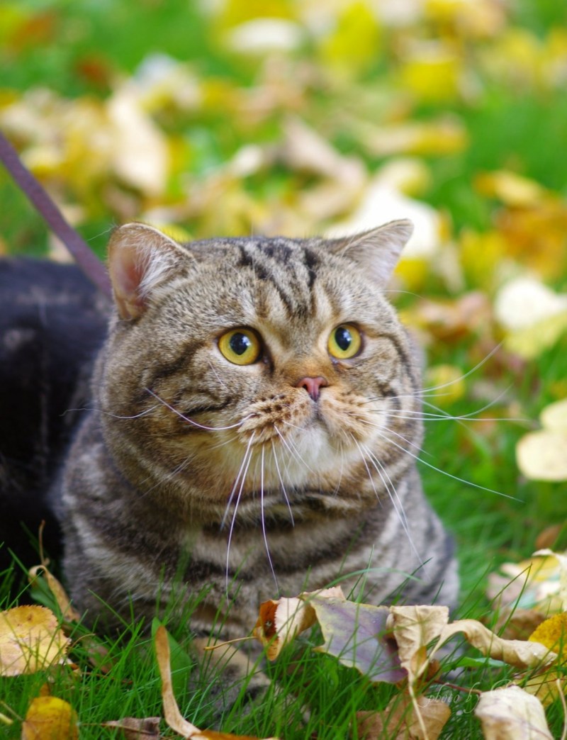 Британский короткошерстный кот полосатый