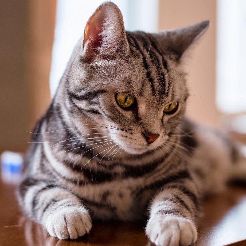 Британский короткошерстный кот полосатый