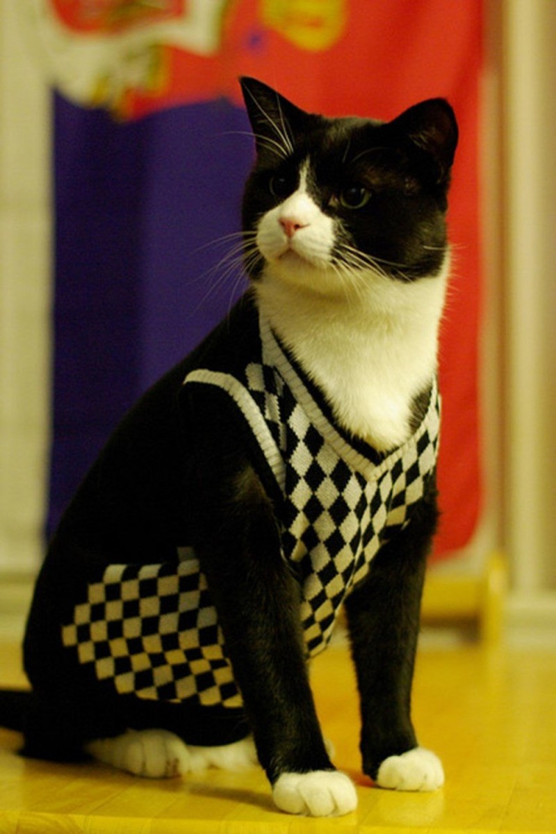 Котята в одежде