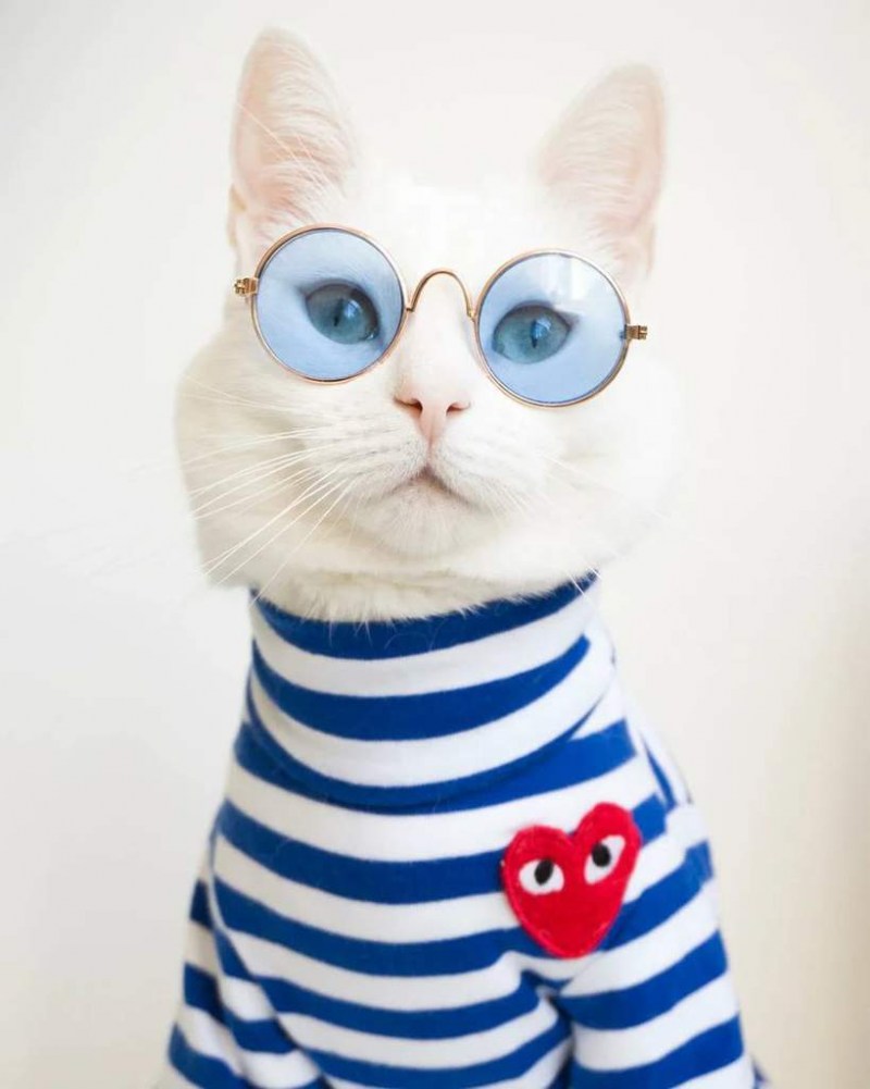 Модные коты
