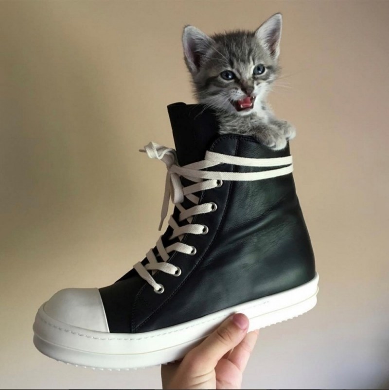 Модные котята