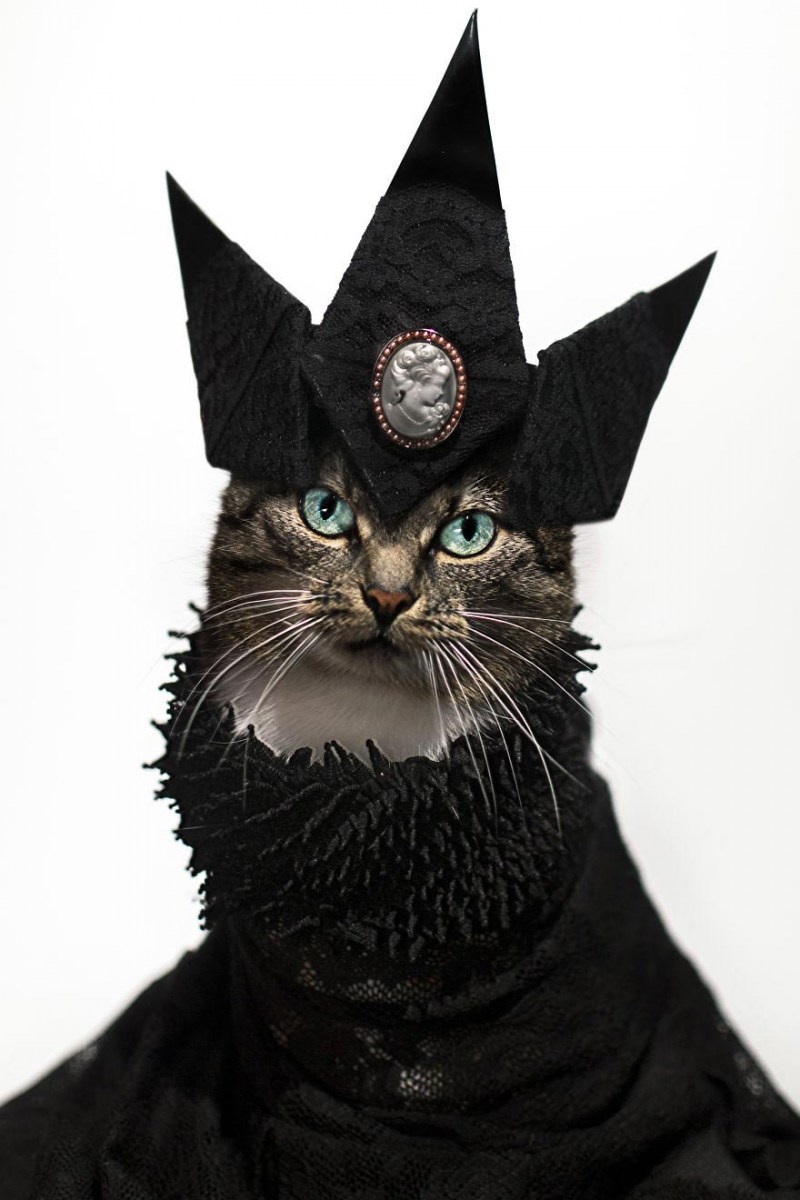 Креативные котики