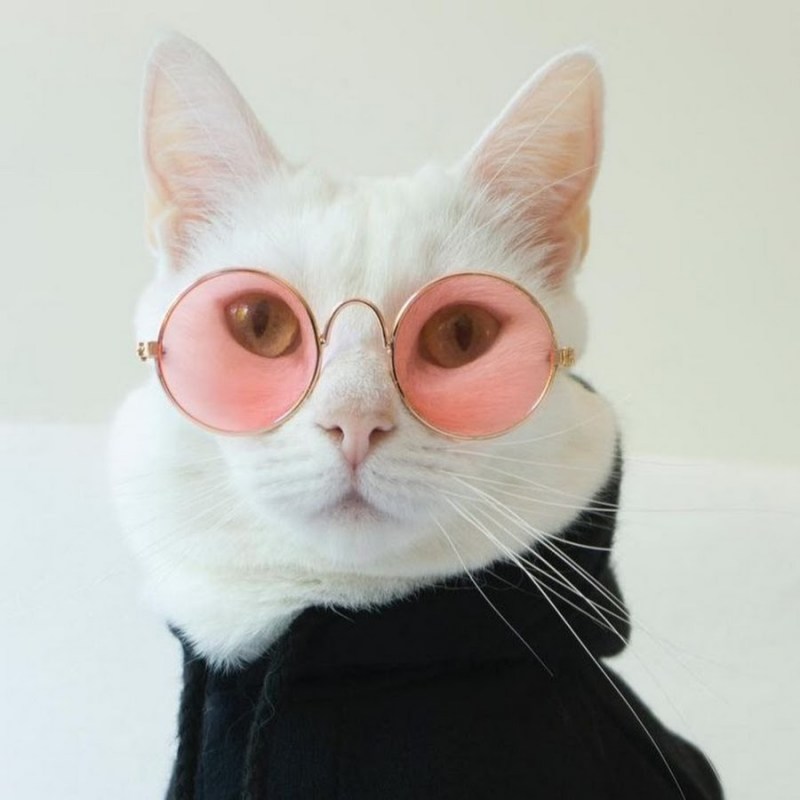 Модные котики